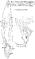 Prognathorhynchus eurytuba