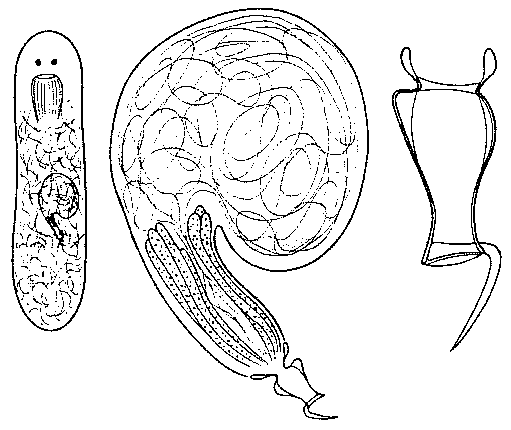 Pogaina oncostylis