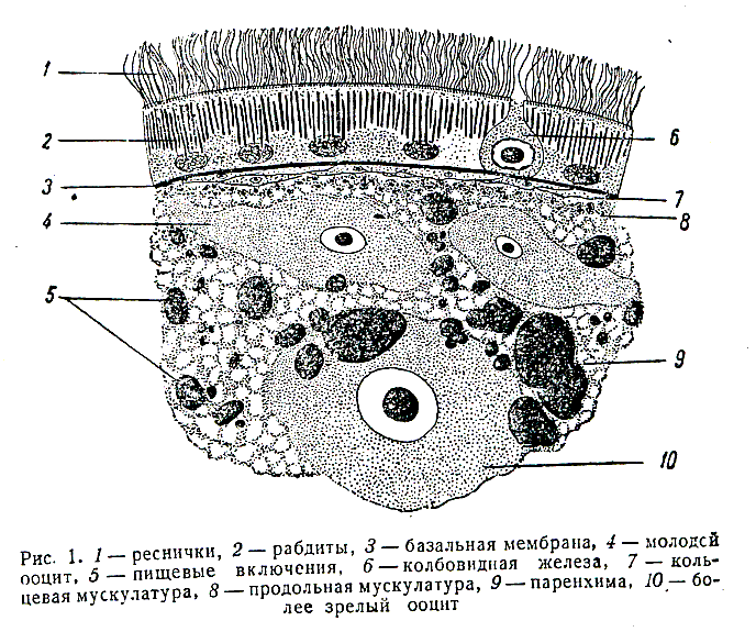 Ichthyophaga subcutanea