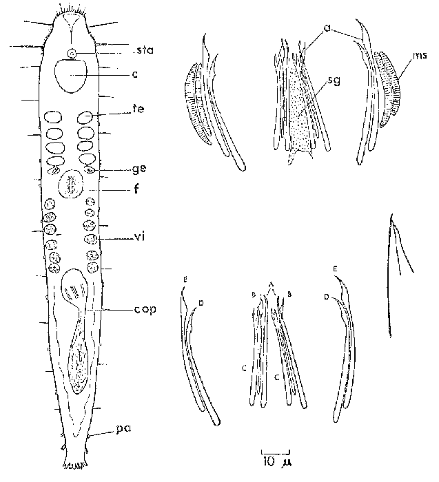 Postbursoplana macromystax