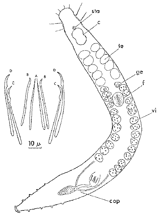 Postbursoplana tyrrhenica