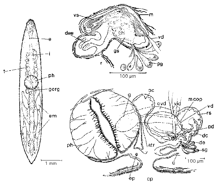 Mesostoma appinum
