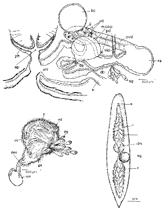 Mesostoma magnum