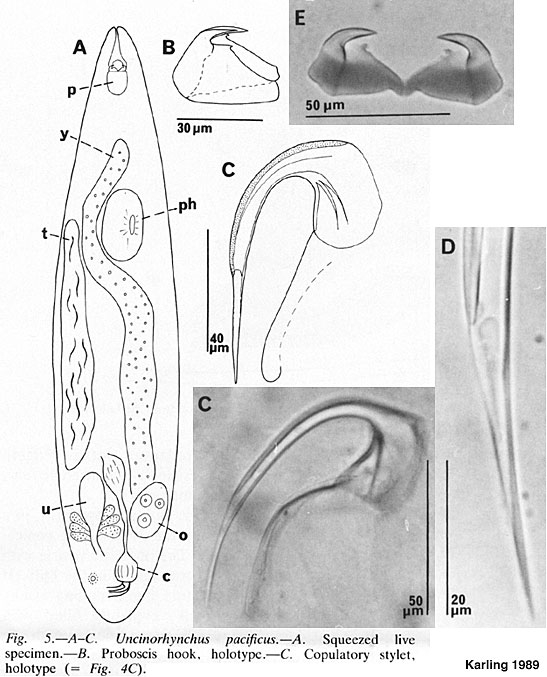 Uncinorhynchus pacificus