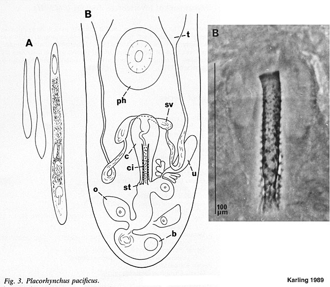 Placorhynchus pacificus