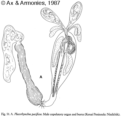 Placorhynchus pacificus