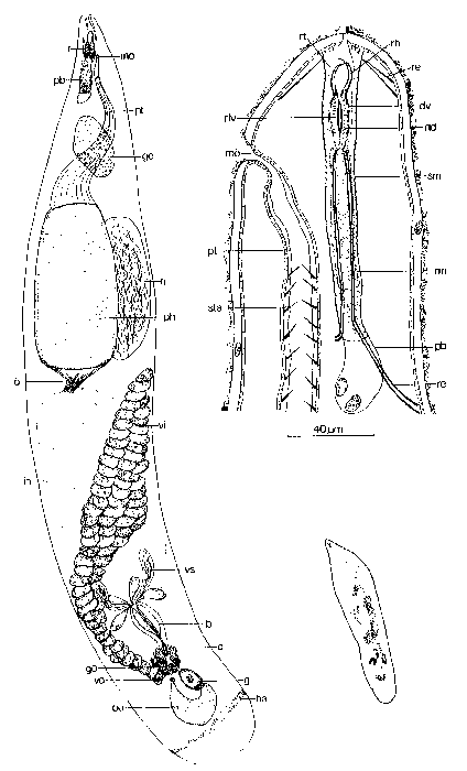 Cheliplana barringtonensis