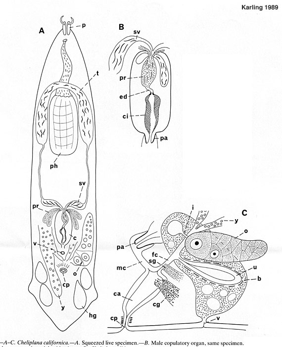 Cheliplana californica