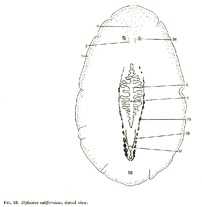 Stylochus californicus