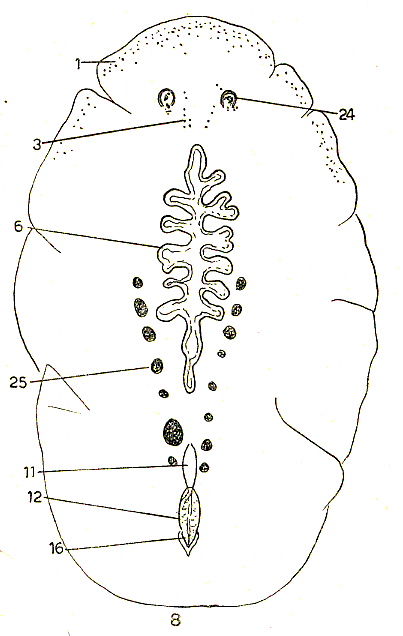 Stylochus franciscanus