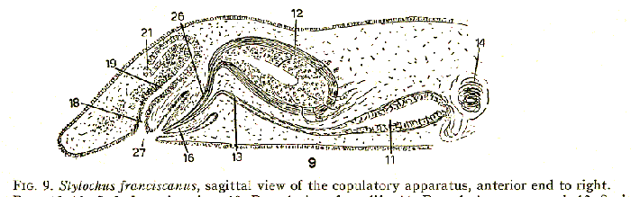 Stylochus franciscanus