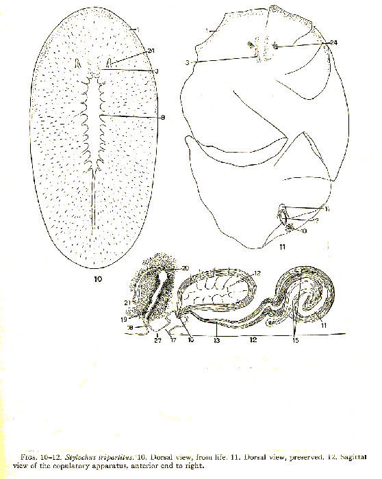 Stylochus tripartitus