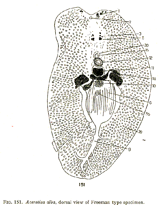 Acerotisa alba