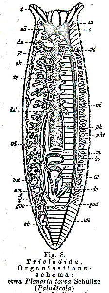 Planaria torva