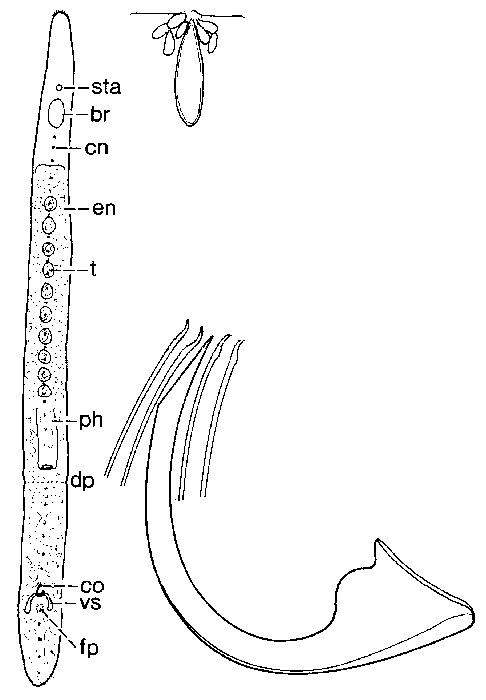 Archimonocelis hasanuddin