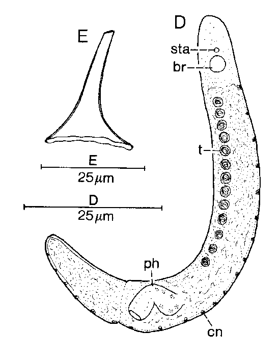 Archimonocelis keke