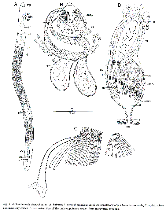 Archimonocelis staresoi