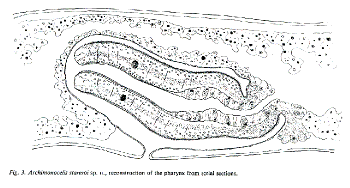 Archimonocelis staresoi