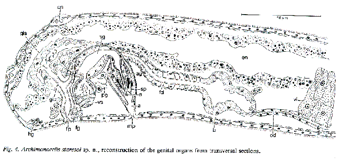 Archimonocelis staresoi