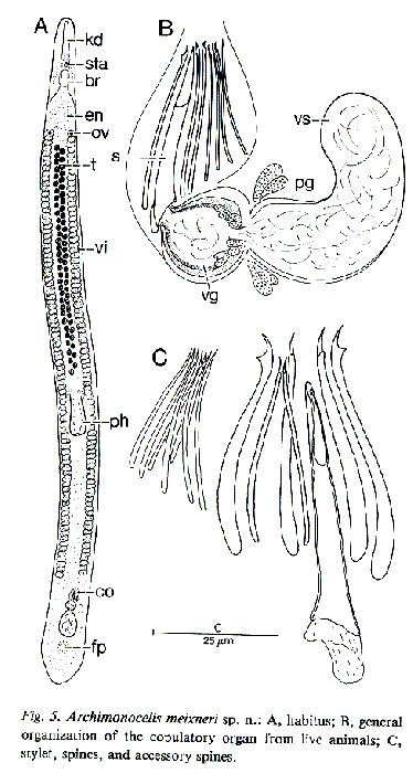 Archimonocelis meixneri