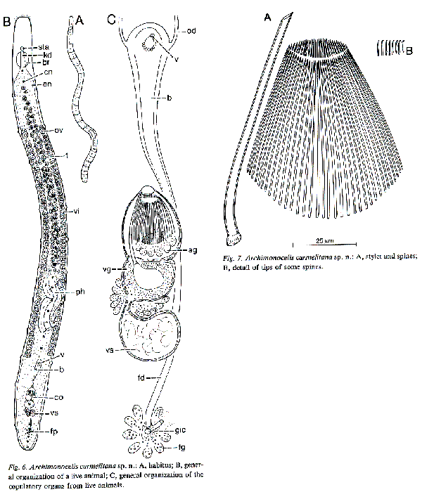 Archimonocelis carmelitana