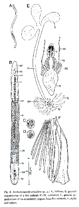 Archimonocelis crucifera