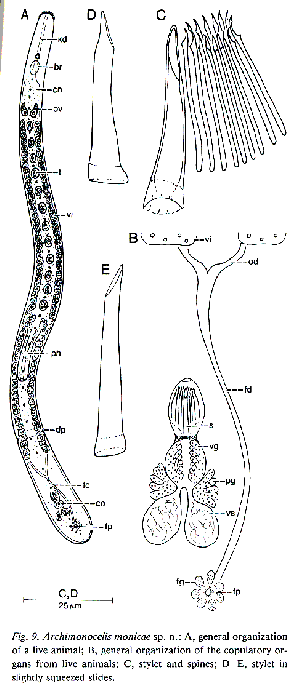 Archimonocelis monicae