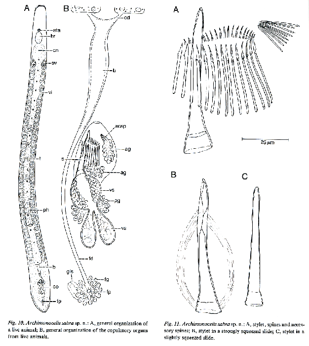 Archimonocelis sabra