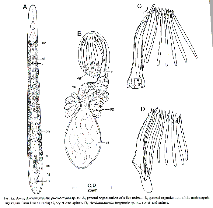 Archimonocelis puertoricana