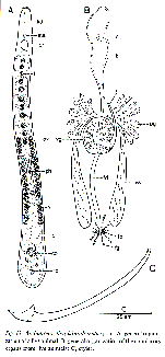 Archimonocelis glabrodorsata