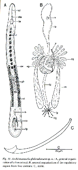 Archimonocelis glabrodorsata