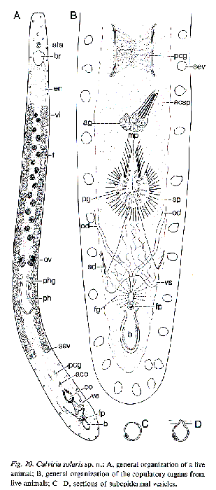 Calviria solaris