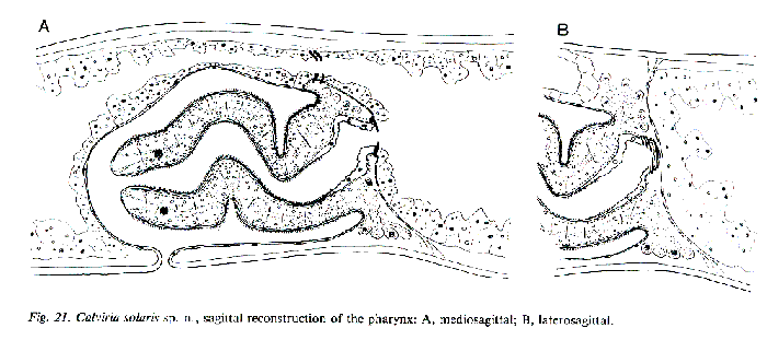 Calviria solaris