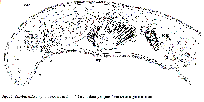 Calviria solaris