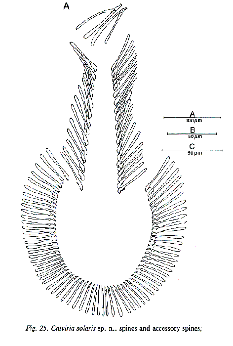 Calviria solaris