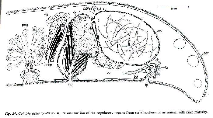 Calviria sublittoralis