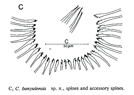 Calviria banyulensis