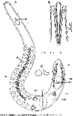 Coelogynopora sequana