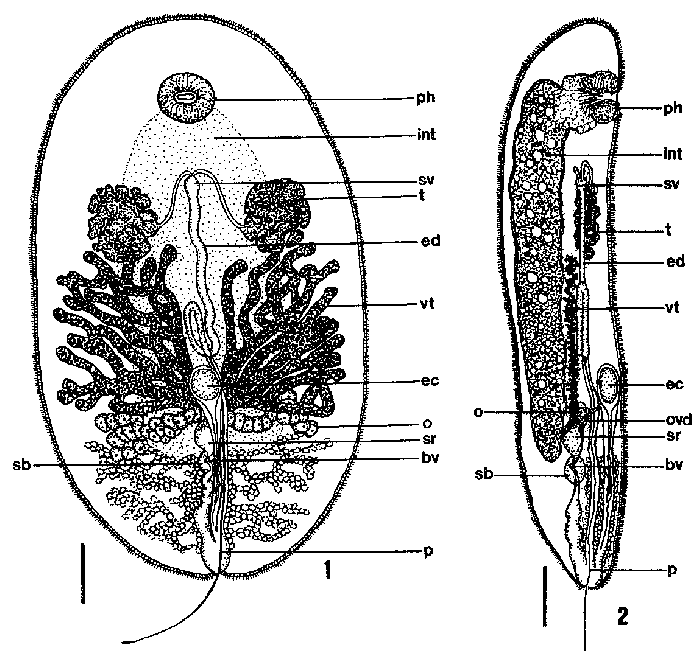 Syndisyrinx collongistyla