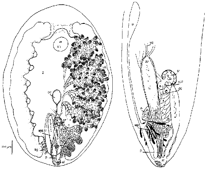 Anoplodium heronensis