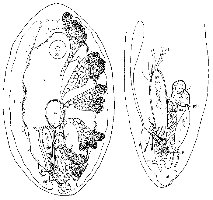 Anoplodium leighi