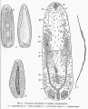 Acoelomorpha (acoelomorphs)