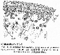 Acoelomorpha (acoelomorphs)