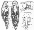 Acoelomorpha (acoelomorphs)