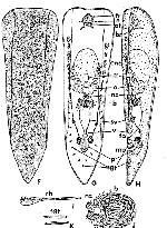Symsagittifera nitidae