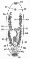 Acoelomorpha (acoelomorphs)