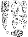 Acoelomorpha (acoelomorphs)