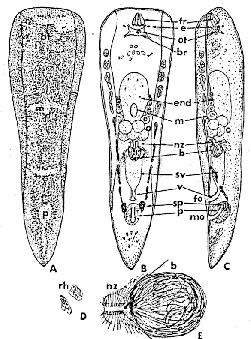Praesagittifera gracilis
