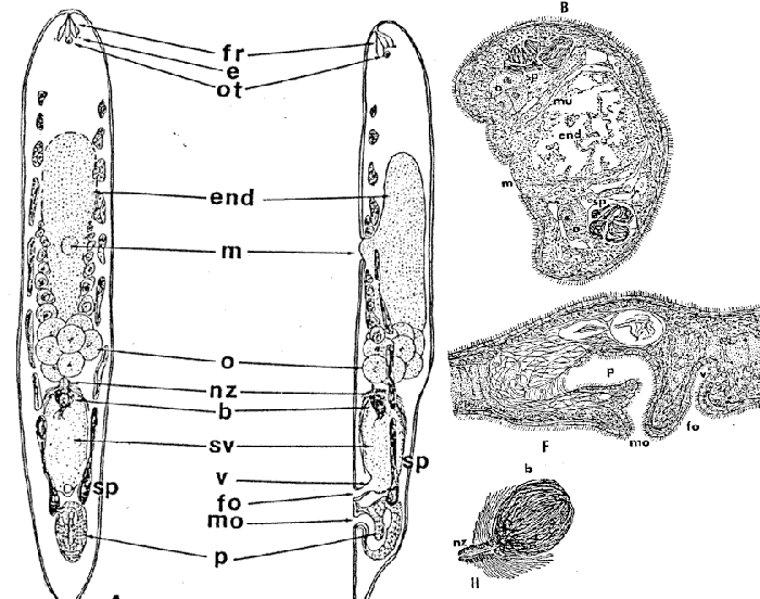 Praesagittifera naikaiensis