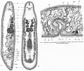 Acoelomorpha (acoelomorphs)